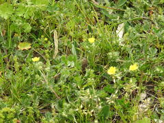 Potentilla incana