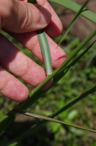 Image of Setaria geminata by (c) Eric Knight, some rights reserved (CC BY)