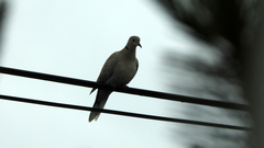 Streptopelia decaocto