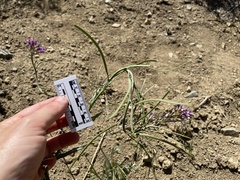Boechera breweri