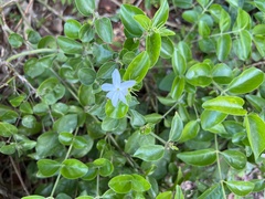 Jasminum multiflorum