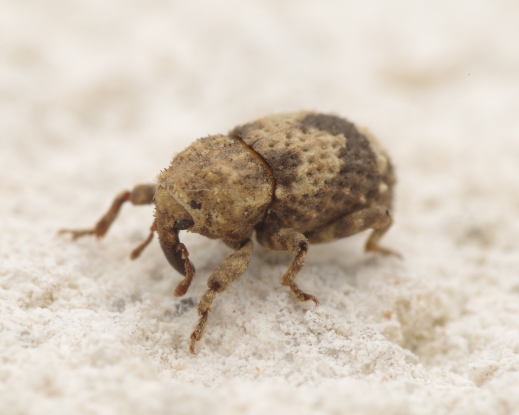 Dichromacalles diocletianus