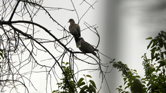 Streptopelia decaocto