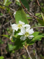 Amelanchier bartramiana