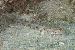 Istigobius decoratus