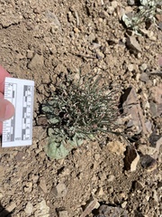 Eriogonum nidularium