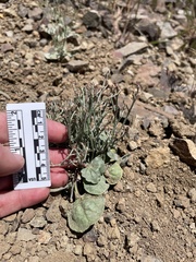 Eriogonum nidularium