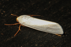 Agylla nivea
