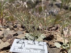 Eriogonum nidularium