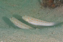 Valenciennea puellaris