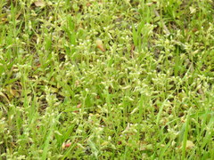 Cerastium semidecandrum