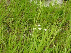 Bellis perennis