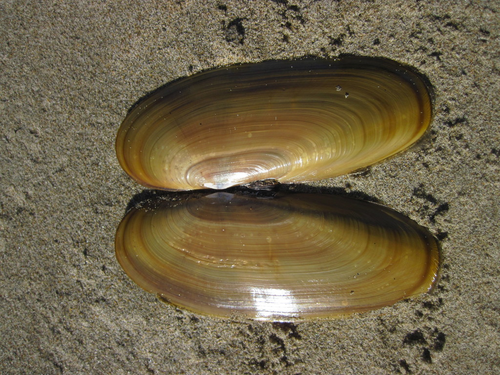 Pacific Razor Clam (Washington Olympic Peninsula) · iNaturalist