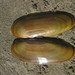 Pacific Razor Clam - Photo (c) Rebecca Johnson, some rights reserved (CC BY-NC), uploaded by Rebecca Johnson
