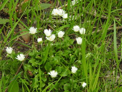 Bellis perennis