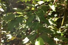 Prunus myrtifolia image