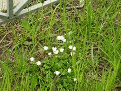 Bellis perennis