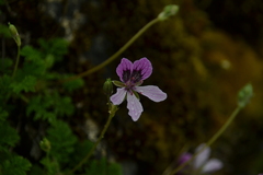 Erodium glandulosum