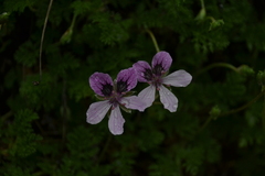 Erodium glandulosum
