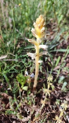 Orobanche picridis
