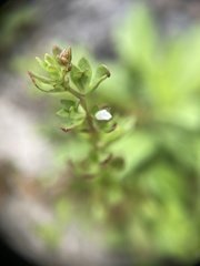 Veronica peregrina