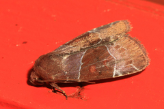 Hampsonodes mastoides