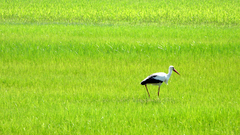 Ciconia ciconia