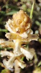 Orobanche picridis