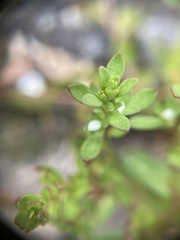 Veronica peregrina