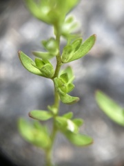 Veronica peregrina