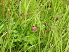 Trifolium pratense