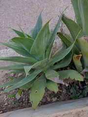Agave attenuata