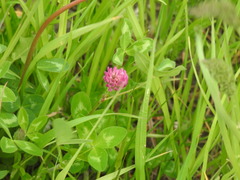 Trifolium pratense