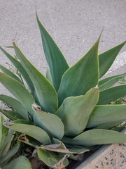 Agave attenuata