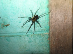 Ancylometes amazonicus