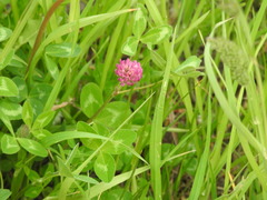 Trifolium pratense