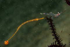 Dunckerocampus pessuliferus