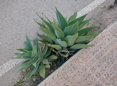 Agave attenuata