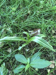 Cephalanthera damasonium