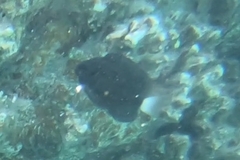 Pomacentrus albicaudatus