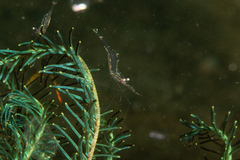 Manipontonia psamathe