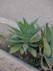 Agave attenuata