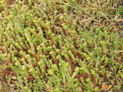 Sedum acre