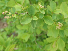 Spiraea chamaedryfolia