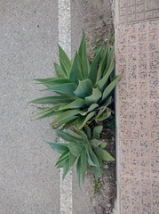 Agave attenuata