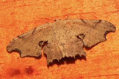 Calledapteryx dryopterata