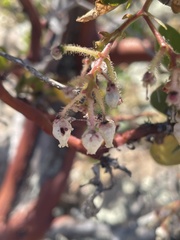 Arctostaphylos insularis