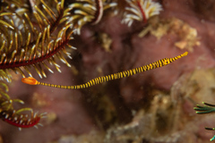 Dunckerocampus pessuliferus