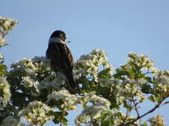 Emberiza schoeniclus