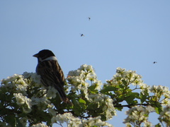 Emberiza schoeniclus